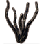 Apocrypha Plant, Languid Tentacles