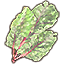 Leyawiin Lettuce, Leaf
