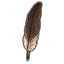 Common Quill, Feather