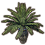 Elsweyr Potted Plant, Cask Palm