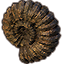 Apocrypha Fossil, Nautilus