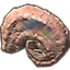 Solstice Shell, Fossilized Nautilus