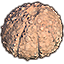 Solstice Shell, Fossilized Echinoid