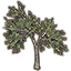 Tree, Forked Blackwood Elm