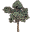Tree, Branching Blackwood Pine