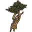 Tree, Twisted Dawnwood