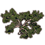 Tree, Squat Cypress