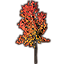 Sapling, Young Autumn Maple