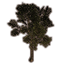 Craglorn Ash Tree