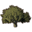 Tree, Giant Cork Oak
