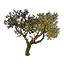 Tree, Kvatch Nut