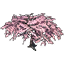 Alinor Tree, Cherry Blossom
