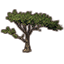 Tree, Desert Acacia Tall
