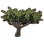 Tree, Desert Acacia