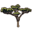 Tree, Anequine Acacia Arching