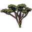 Tree, Anequine Acacia Forking