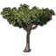 Tree, Tall Iroko