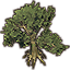 Tree, Giant Climbing Wyrdbloom