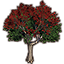 Tree, Flowering Red Poinsettia