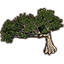 Tree, Sturdy Tamanu