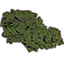 Plant Cluster, Tamanu