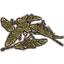 Leaf Pile, Royal Palm