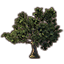 Tree, Ancient Ginkgo