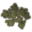 Bushes, Ivy Cluster