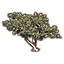 Tree, Young Sea Grapes
