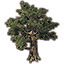 Tree, Robust Fig