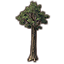 Tree, Towering Fig