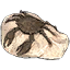 Fossil, Mudcrab