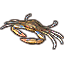 Crab, Display