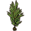 Kelp Tree, Giant