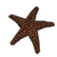 Seashell, Starfish