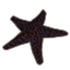 Seashell, Noble Starfish