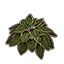 Plant, Verdant Hosta