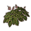 Plant, Paired Verdant Hosta