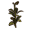 Fern Plant, Sturdy Mature