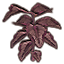 Plant, Purple Spadeleaf