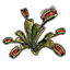 Plant, Flytrap