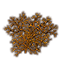Plant, Golden Lichen