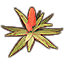 Plant, Flowering Desert Aloe