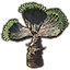 Plant, Desert Fan