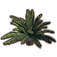 Plant, Cask Palm