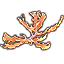 Elkhorn Coral, Branching