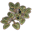 Plants, Amber Spadeleaf Cluster