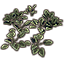 Plant Cluster, Spadeleaf