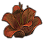 Plant, Rafflesia