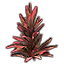 Plant, Red Sister Ti